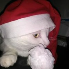 nimetu