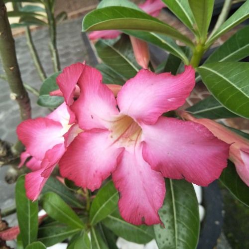 Sopir Bemo - Jun Bintang feat Dewi Pradewi.mp3