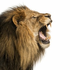 WordoftheLion