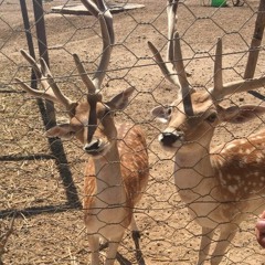 Алена Полещук