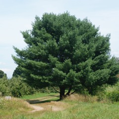 ctg