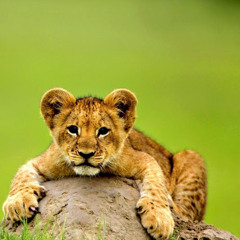 Vasanth