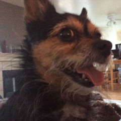 Polychronic Holographic Quantum DNA