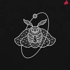 Quantic Moth
