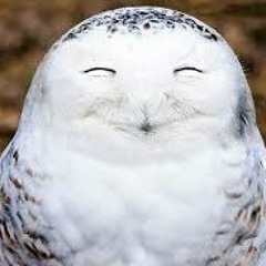 Owl Stream
