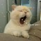 labexiu