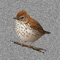 a sparrow