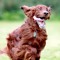 redrunnindog