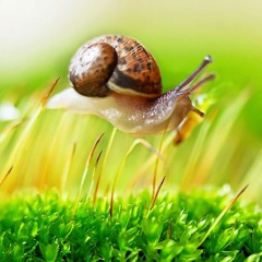 Snail Trail