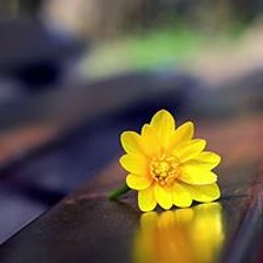 ျမ မိုးသစ္