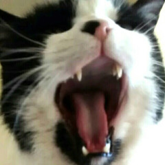 Estève Yahia-aïssa