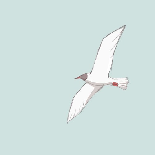 seagull’s avatar