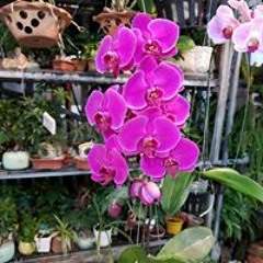 củ khoai lang