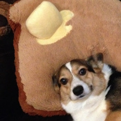 Corgi Toast