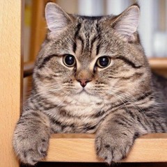 Kawaii_Leonard