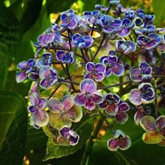 Venice Dubray
