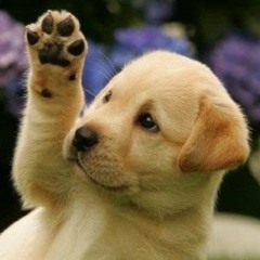 Strawberry Pupper