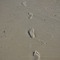 Footprints/Frank Buffum