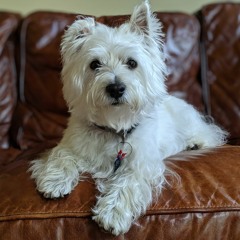 Benjamin the Westie