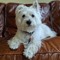 Benjamin the Westie