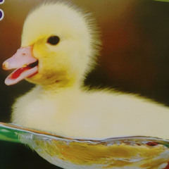 Eduar R