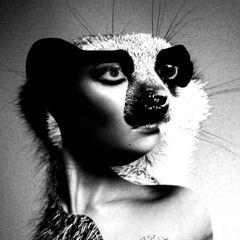 Meerkat Meerkat