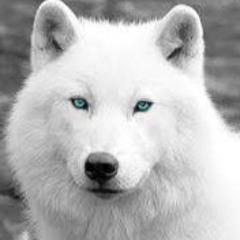 winter wolf