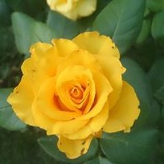 Василиса Канителина