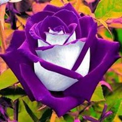 MissRose