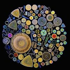 Fernanda Abril Alarcón