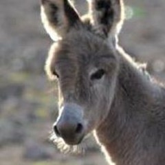 donkeymixes
