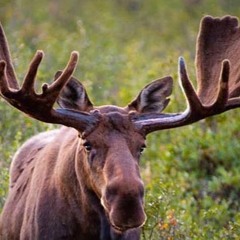 Schrodinger’s Moose