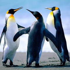 KamishIgIdk