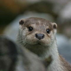 La Loutre