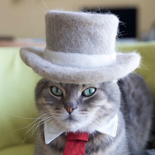 Кот в шляпе