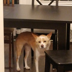 baichi
