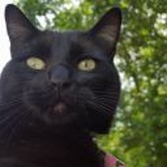 Catt0s