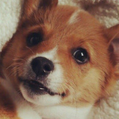 LittleCorgiLuna