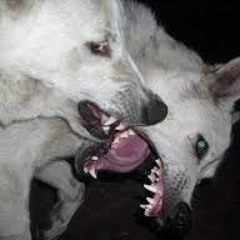 ＊〝ˠ 𝔫𝔢𝔳𝔞𝔢𝔥 𝔴𝔦𝔫𝔪𝔞𝔫 ˠ〞＊