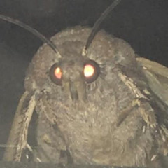 Moth Nigga