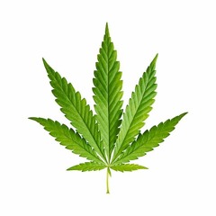 DAVID SMOKES TREEZ
