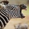 Zèbre