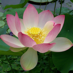 SahajaYoga