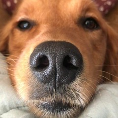 (◍•ᴗ•◍)🅳🅸