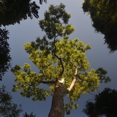 Reciprocal Restoration