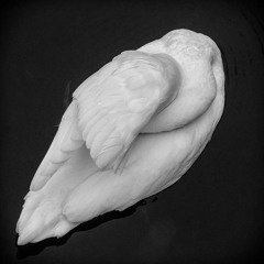 silentswan