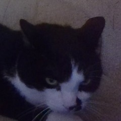 tux