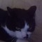 tux