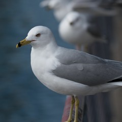 Leicht