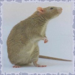 Gustavo R